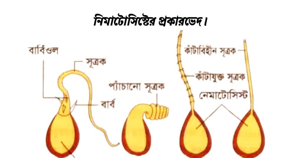 নিমাটোসিস্টের প্রকারভেদ।