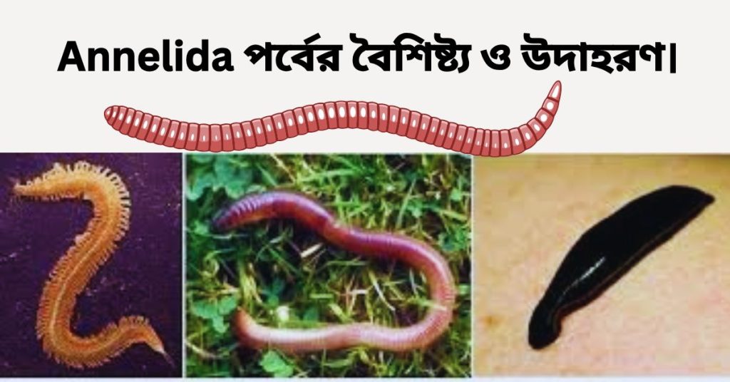 Annelida (অ্যানিলিডা) পর্বের বৈশিষ্ট্য ও উদাহরণ।