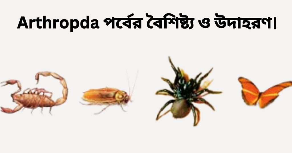 Arthropda-আর্থোপোডা-পর্বের-বৈশিষ্ট্য-ও-উদাহরণ।