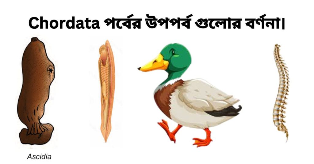 Chordata পর্বের উপপর্ব গুলোর বর্ণনা।