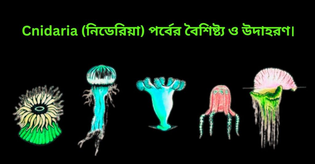Cnidaria (নিডেরিয়া) পর্বের বৈশিষ্ট্য ও উদাহরণ।