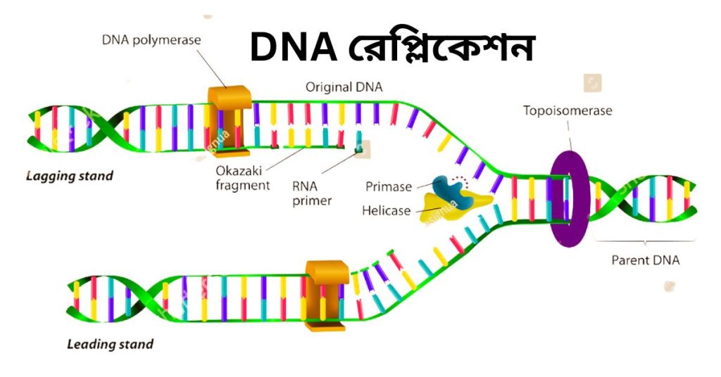 DNA রেপ্লিকেশন কী? DNA রেপ্লিকেশন পদ্ধতি বর্ণনা।