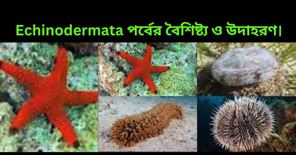 Echinodermata(একাইনোডার্মাটা) পর্বের বৈশিষ্ট্য ও উদাহরণ।