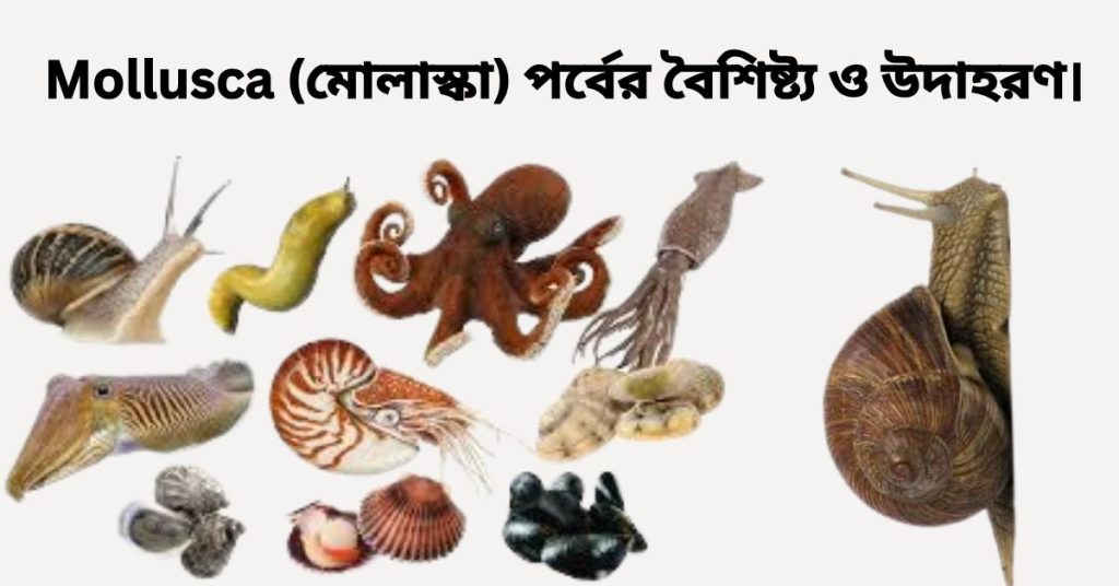 Mollusca (মোলাস্কা) পর্বের বৈশিষ্ট্য ও উদাহরণ।