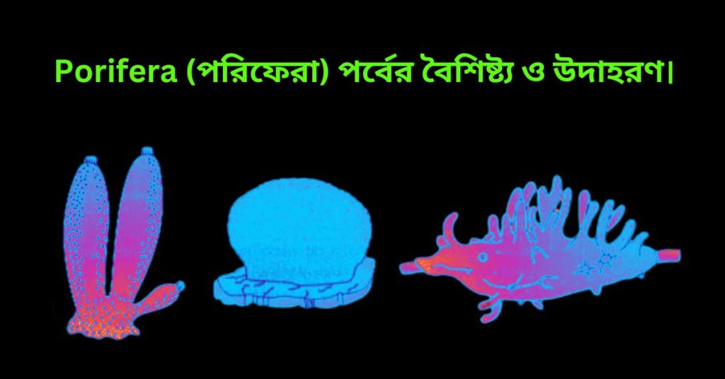 Porifera (পরিফেরা) পর্বের বৈশিষ্ট্য ও উদাহরণ।