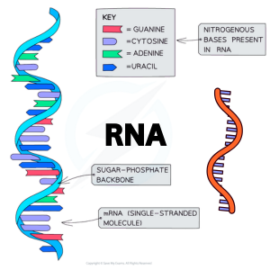 আরএনএ(RNA)-এর ভৌত গঠন