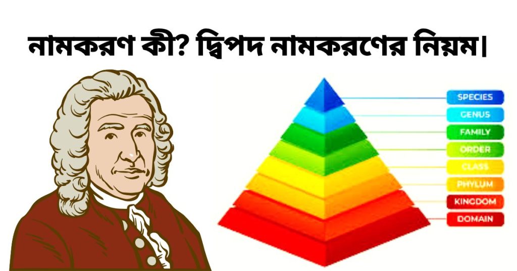 নামকরণ কী? দ্বিপদ নামকরণের নিয়ম।