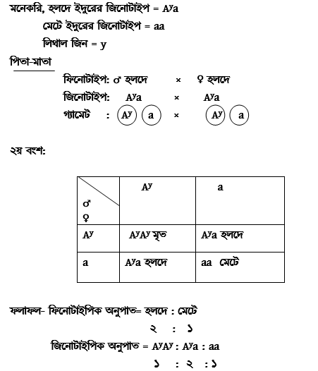 লিথাল জিন বা মারণ জিন কী? লিথাল জিন উদাহরণসহ ব্যাখ্যা। লিথাল জিনের বৈশিষ্ট্য।