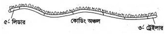 rRNA রাইবোসোমাল আরএনএ (rRNA) এর গঠন। rRNA চিত্র।