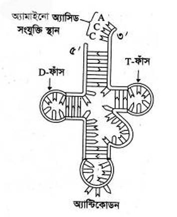tRNA বা ট্রান্সফার আরএনএ এর গঠন। tRNA চিত্র। tRNA এর ক্লোভারলিফ মডেলের চিত্র।