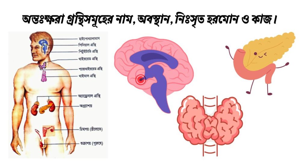 অন্তঃক্ষরা গ্রন্থিসমূহের নাম, অবস্থান, নিঃসৃত হরমোন ও কাজ।
