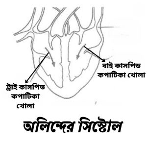 অলিন্দের সিস্টোল। কার্ডিয়াক চক্র।