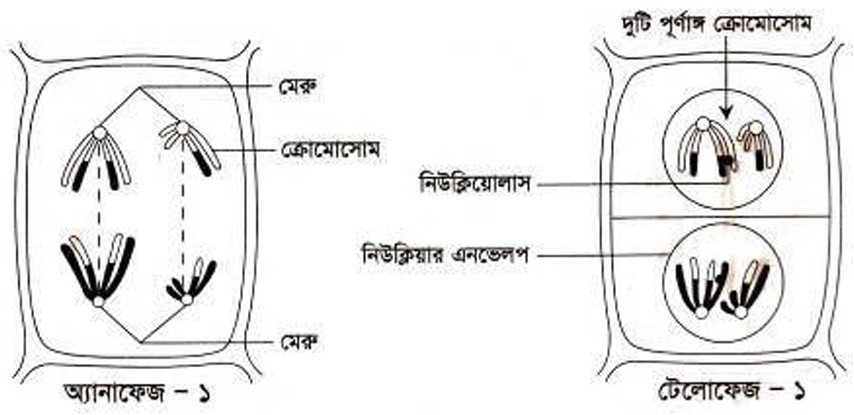 অ্যানাফেজ-১ ধাপ। টেলোফেজ-১ ধাপ। মিয়োসিস বিভাজনের মিয়োসিস-১ এর ধাপ।