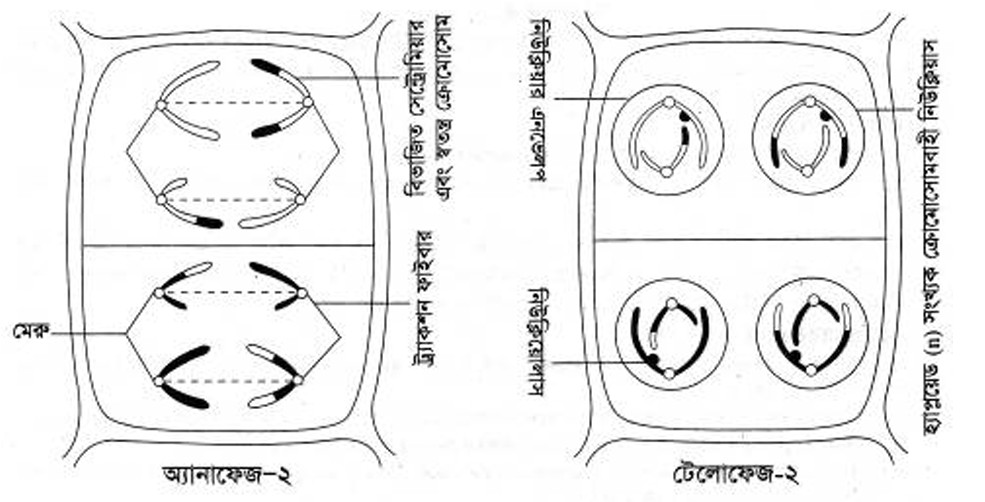 অ্যানাফেজ-২ ধাপ। টেলোফেজ-২ ধাপ। মিয়োসিস বিভাজনের মিয়োসিস-২ এর ধাপ।