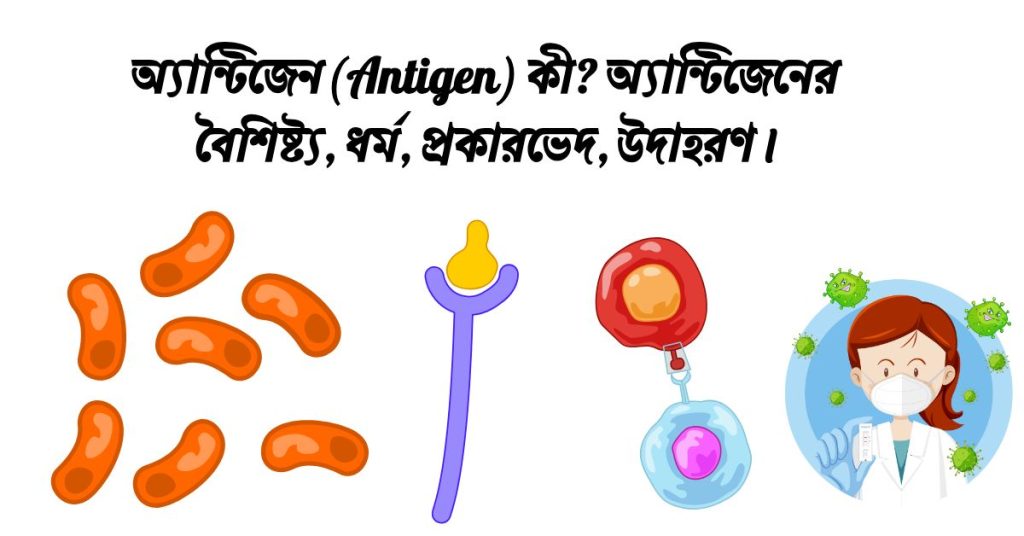 অ্যান্টিজেন(Antigen) কী? অ্যান্টিজেনের বৈশিষ্ট্য, ধর্ম,  প্রকারভেদ, উদাহরণ।