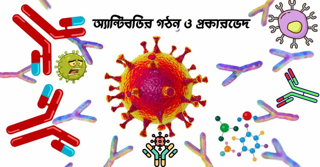 অ্যান্টিবডির গঠন ও প্রকারভেদ। অ্যান্টিবডি কিভাবে কাজ করে।
