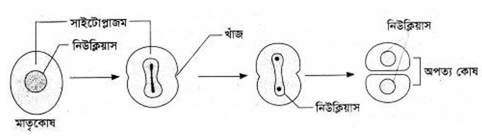 অ্যামাইটোসিস বা প্রত্যক্ষ কোষ বিভাজন। সরল বিভাজন। অ্যামাইটোসিস কোষ বিভাজনের ধাপ। অ্যামাইটোসিস বিভাজন চিত্র।