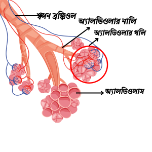 অ্যালভিওলাস