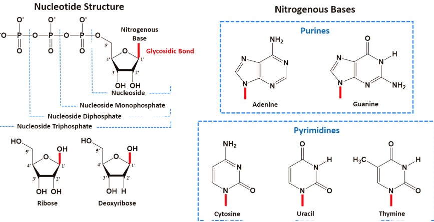 আরএনএ(RNA)-এর রাসায়নিক গঠন
