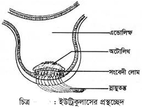 ইউট্রিকুলাস, স্যাকুলাস, ককলিয়া চিত্র