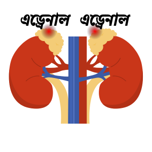 এড্রেনাল-বা-সুপ্রারেনাল-গ্রন্থি.