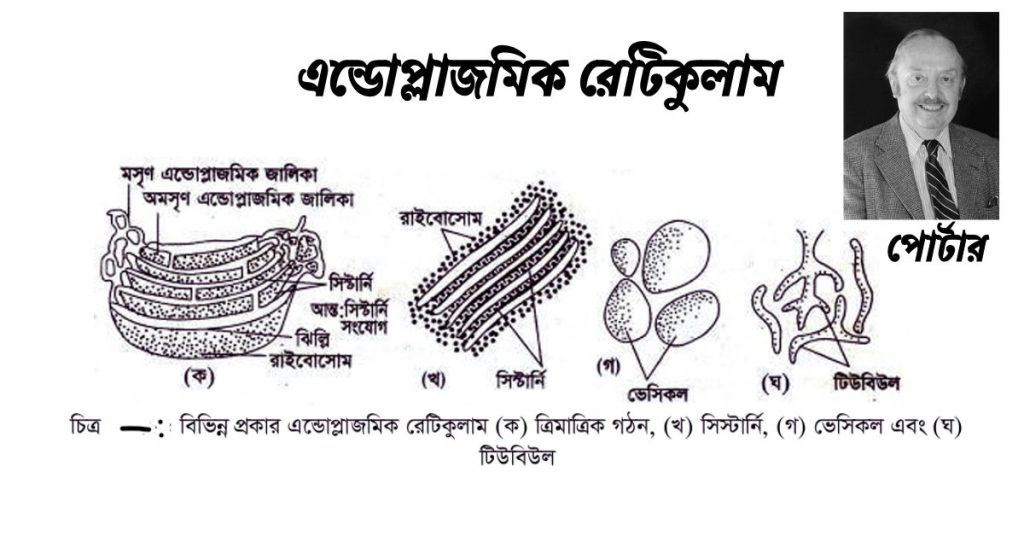 এন্ডােপ্লাজমিক রেটিকুলাম এর গঠন ও কাজ।