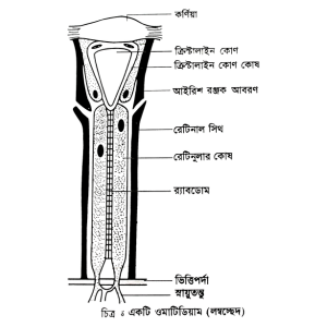 ওমাটিডিয়ামের গঠন।