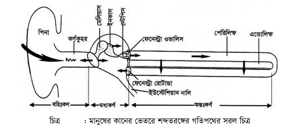 কান এর গঠন ও কাজ। কানের চিহ্নিত চিত্র।