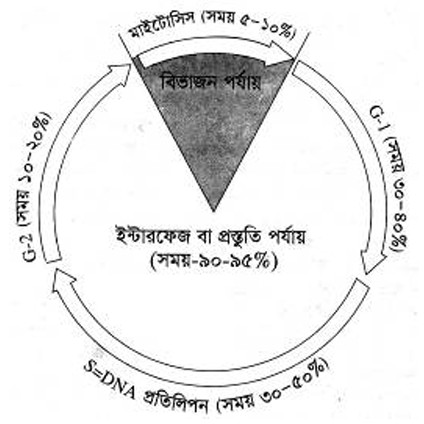 কোষ চক্র। কোষ চক্রের চিত্র। কোষ চক্রের ধাপ। ইন্টারফেজ ধাপ।