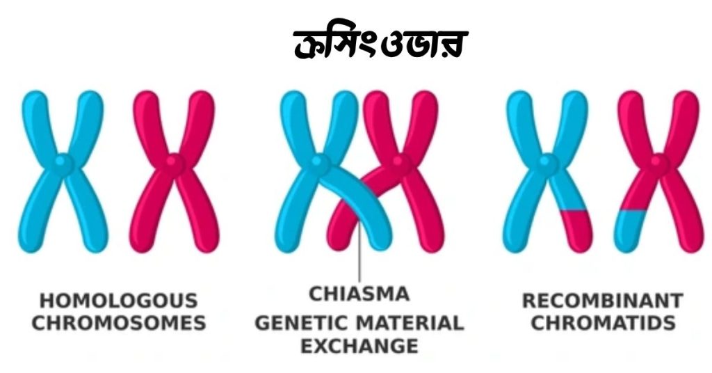 ক্রসিংওভার কি ক্রসিংওভারের কৌশল ও তাৎপর্য।