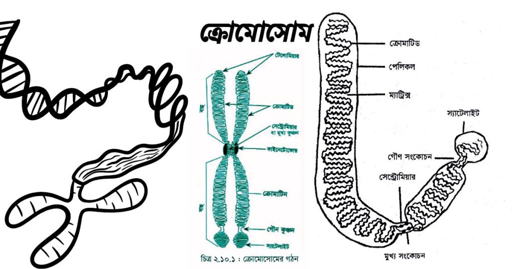 ক্রোমােসােম এর ভৌত ও রাসায়নিক গঠন। ক্রোমোজোমের কাজ।