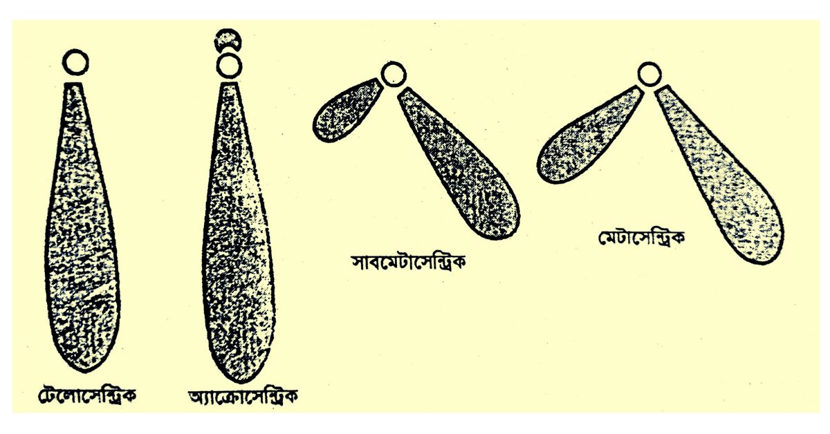 ক্রোমােসােমের প্রকারভেদ
