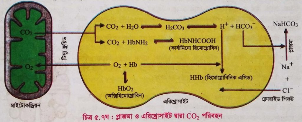 ক্লোরাইড শিফটিং বিক্রিয়া বা হ্যামবার্জার বিক্রিয়া