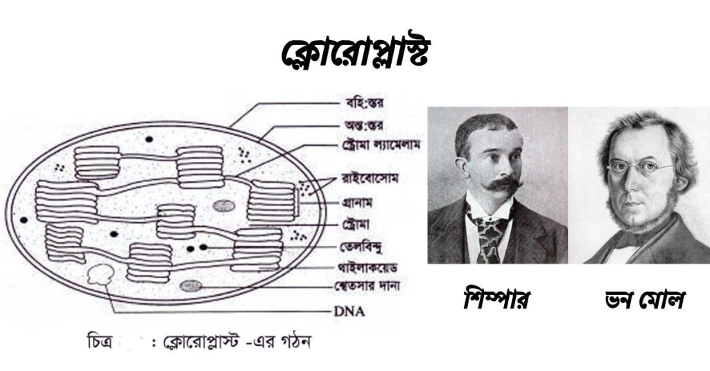 ক্লোরােপ্লাস্ট এর ভৌত ও রাসায়নিক গঠন। ক্লোরােপ্লাস্ট এর কাজ।