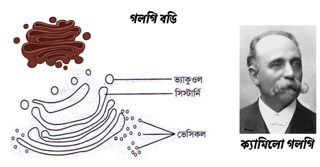 গলগি বডি এর গঠন ও কাজ।