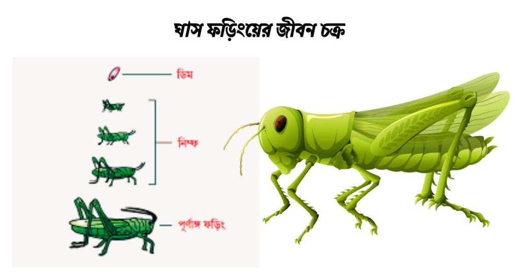 ঘাসফড়িংয়ের জীবন চক্র। সম্পূর্ণ রূপান্তর। অসম্পূর্ণ রূপান্তর।