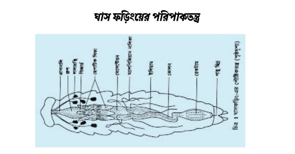 ঘাস ফড়িংয়ের পরিপাকতন্ত্র। ক্রপ,গিজার্ড,হেপাটিক সিকা, পেরিট্রোফিক পর্দা, মেসেন্টেরন।