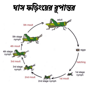 ঘাস-ফড়িংয়ের-রূপান্তর.। পতঙ্গের রূপান্তর। সম্পূর্ণ রূপান্তর। অসম্পূর্ণ রূপান্তর।
