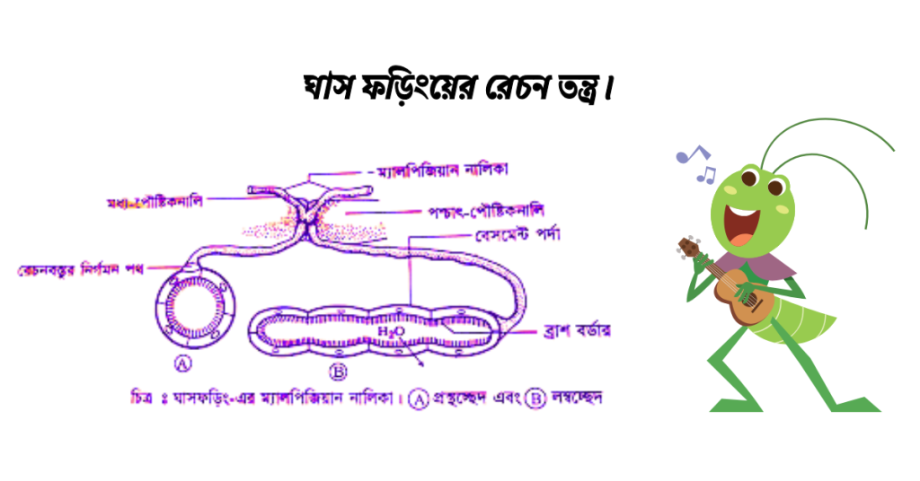 ঘাস ফড়িংয়ের রেচন তন্ত্র মালপিজিয়ান নালিকা