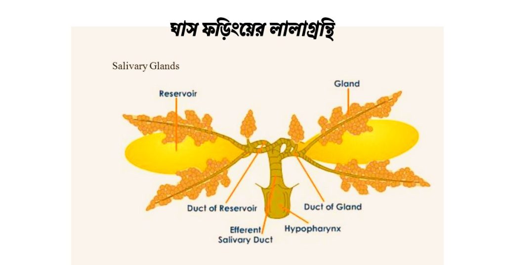 ঘাস-ফড়িংয়ের-লালাগ্রন্থি