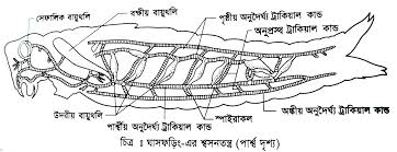ঘাসফড়িং এর ট্রাকিয়ালতন্ত্র