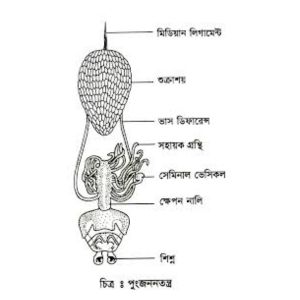 ঘাসফড়িং এর পুং প্রজননতন্ত্র