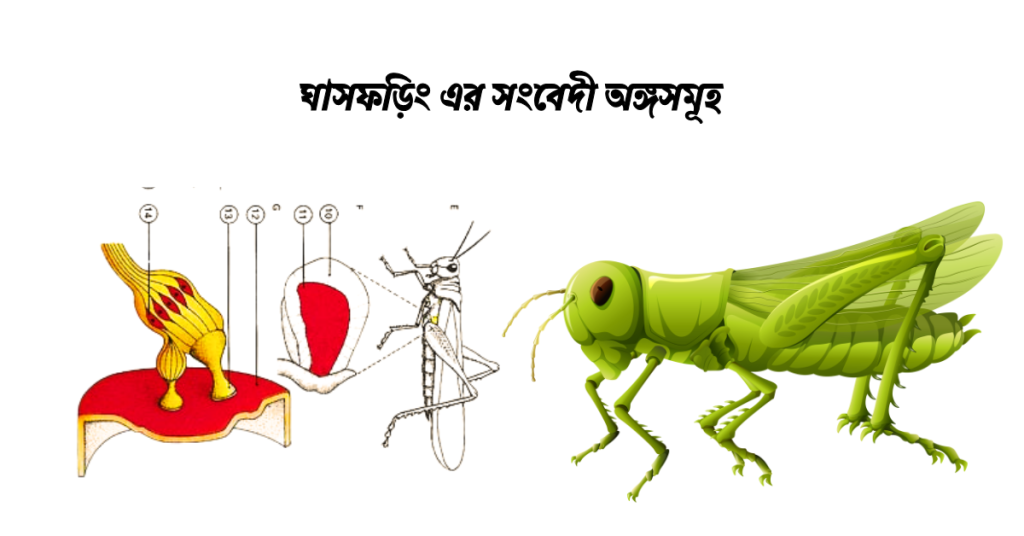 ঘাসফড়িং এর সংবেদী অঙ্গসমূহ