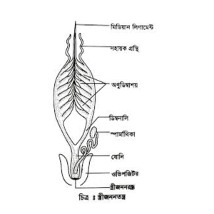 ঘাসফড়িং এর স্ত্রী প্রজননতন্ত্র
