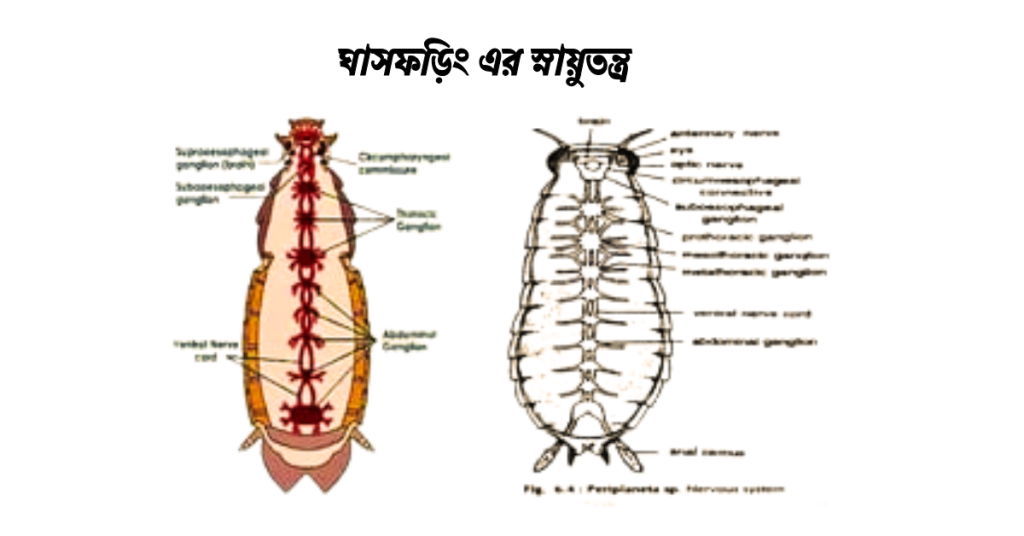 ঘাসফড়িং এর স্নায়ুতন্ত্র