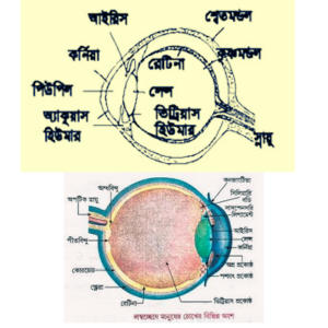 চোখের গঠন।