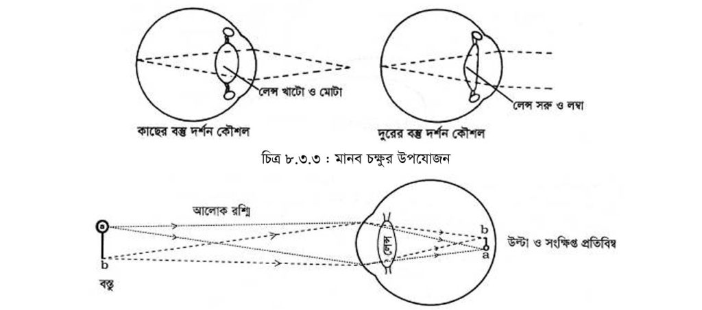 চোখের দর্শন কৌশল।চোখের উপযােজন প্রক্রিয়া