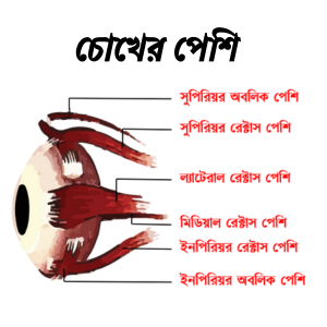 চক্ষু পেশি (Eye muscle)