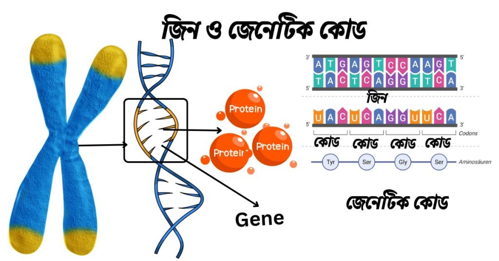 জিন কী? জিনের বৈশিষ্ট্য। জিনের কাজ।