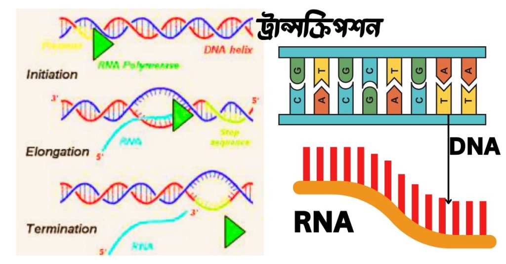 ট্রান্সক্রিপশন কী? RNA ট্রান্সক্রিপশন পদ্ধতি বর্ণনা কর।